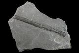 Pennsylvanian Fossil Horsetail (Calamites?) Section - Kentucky #154669-1